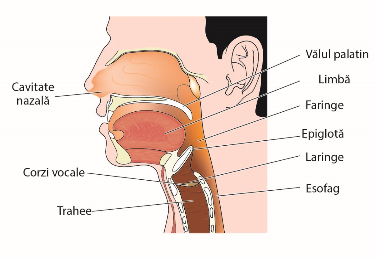 cancer-la-gat-simptome-tratament-si-sanse-de-supravietuire-anatomia-gatului