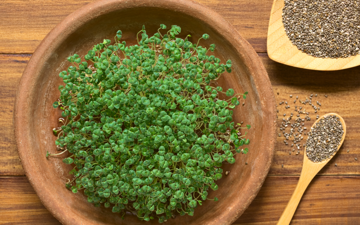 seminte-de-chia-beneficii-contraindicatii-si-retete-simple germeni de chia