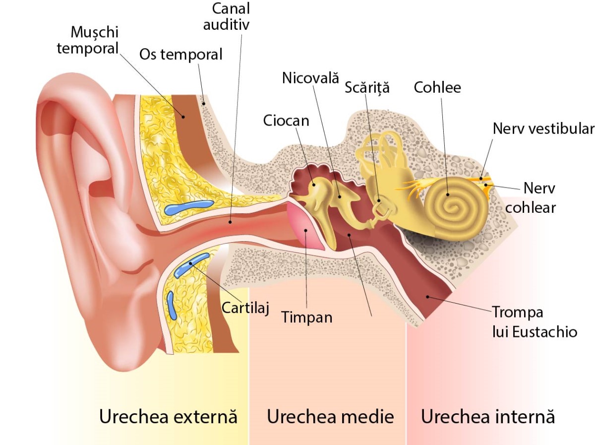 zgomote în urechi. anatomia urechii interne, medii, externe