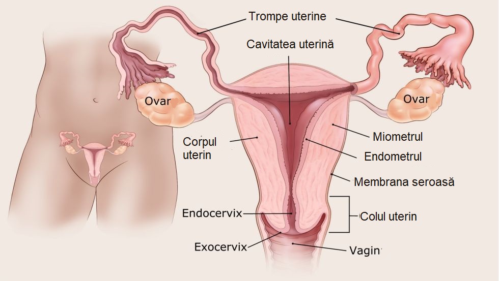 cancer-de-endometru-incipient-poate-fi-complet-vindecat anatomie uter si endometru