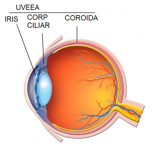 ochi-rosii-cauze-posibile-simptome-si-tratamente uvee