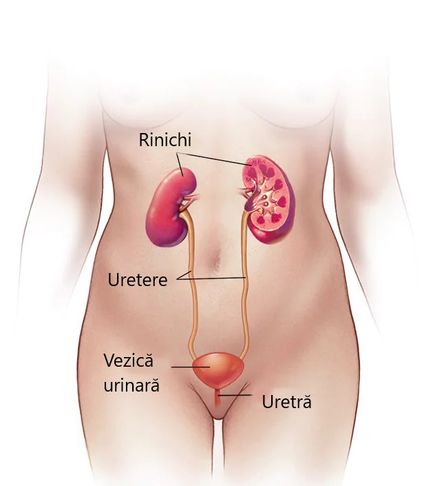 incontinenta-urinara-cauze-si-cele-mai-bune-solutii-de-tratament aparat urinar feminin
