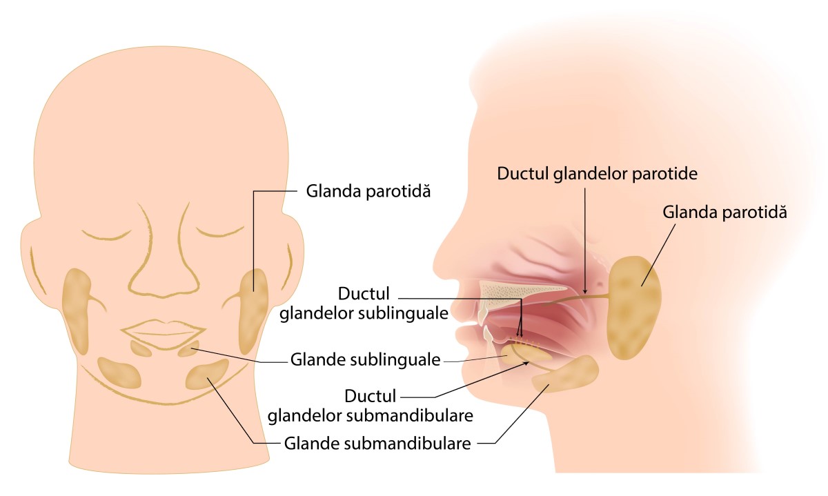 glandele-salivare-pot-dezvolta-pietre-si-tumori glande salivare mici si mari