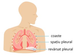 apa la plamani imagini