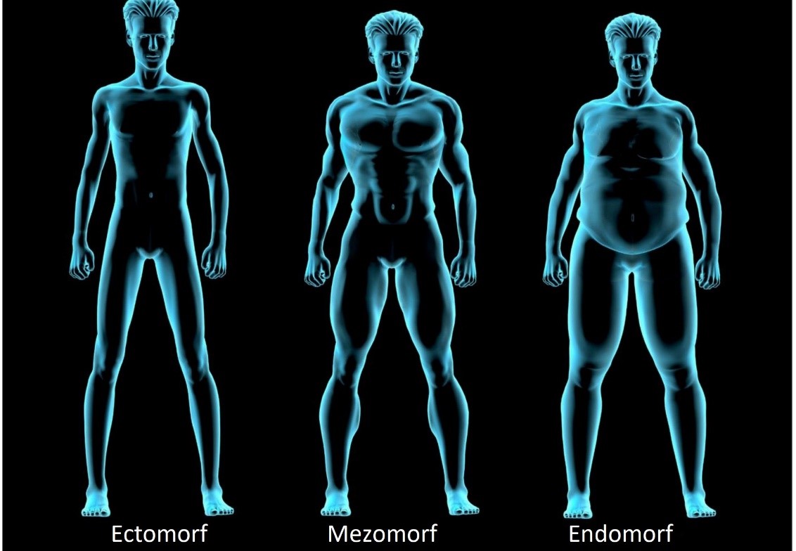 masă musculară. endomorf, ectomorf, mezomorf