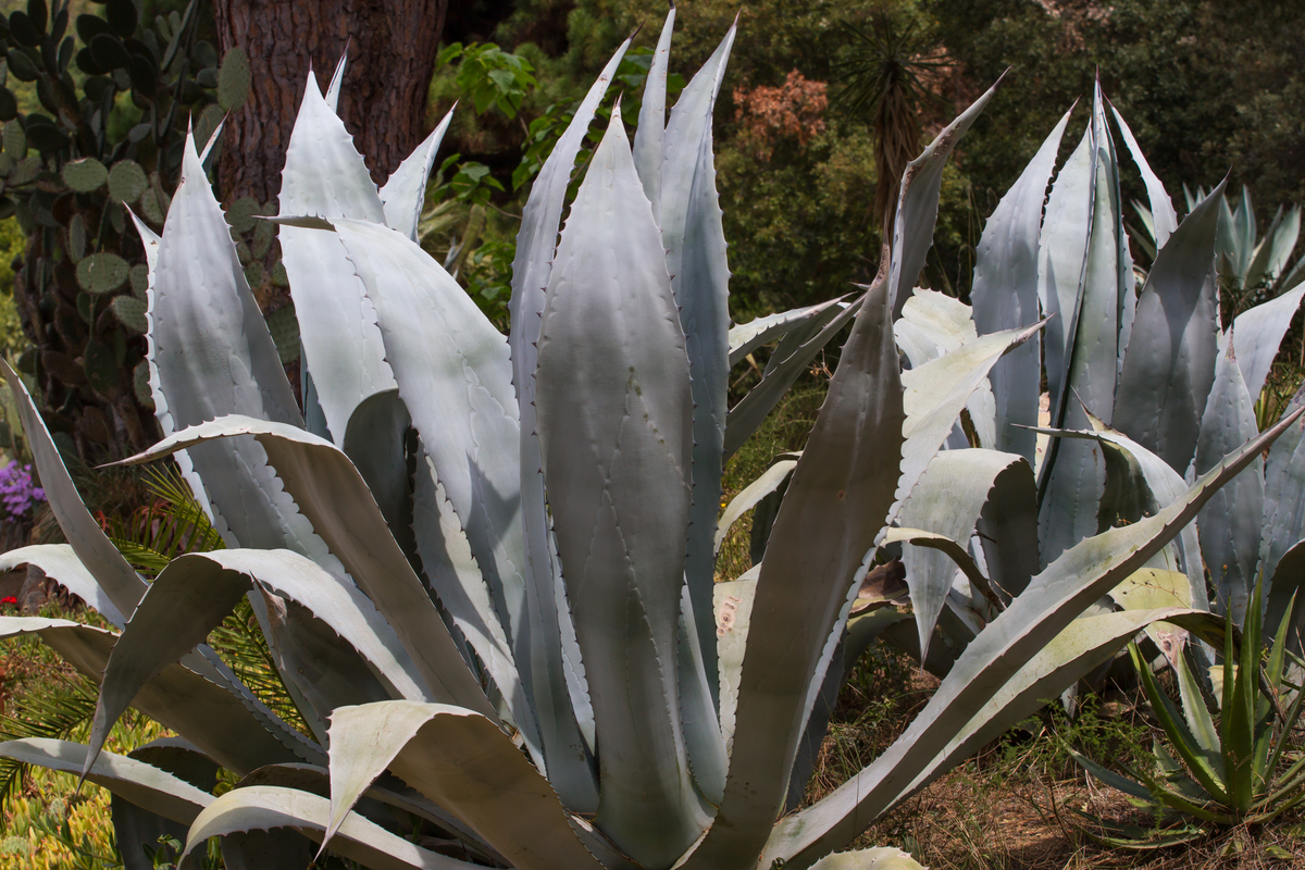 îndulcitori naturali planta de agave