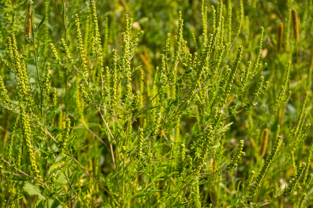 planta ambrozie