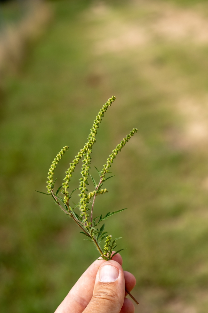 ambrozia planta