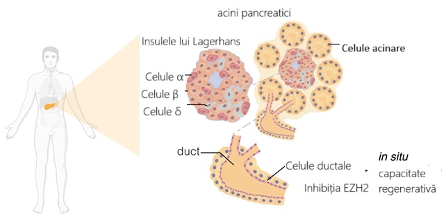 Poziționarea celulelor din ductele pancreasului le recomandă ca fiind potențiali producători de insulină
Sursă foto: Al-Hasani et al., Signal Transduction and Targeted Therapy, 2024