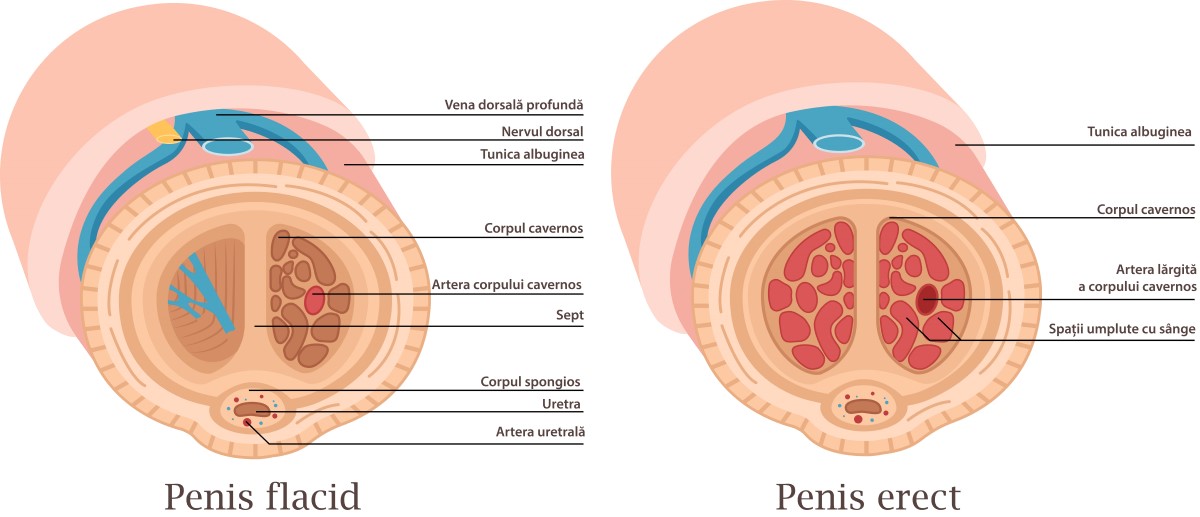 priapism cauze. penis flacid și penis erect anatomie