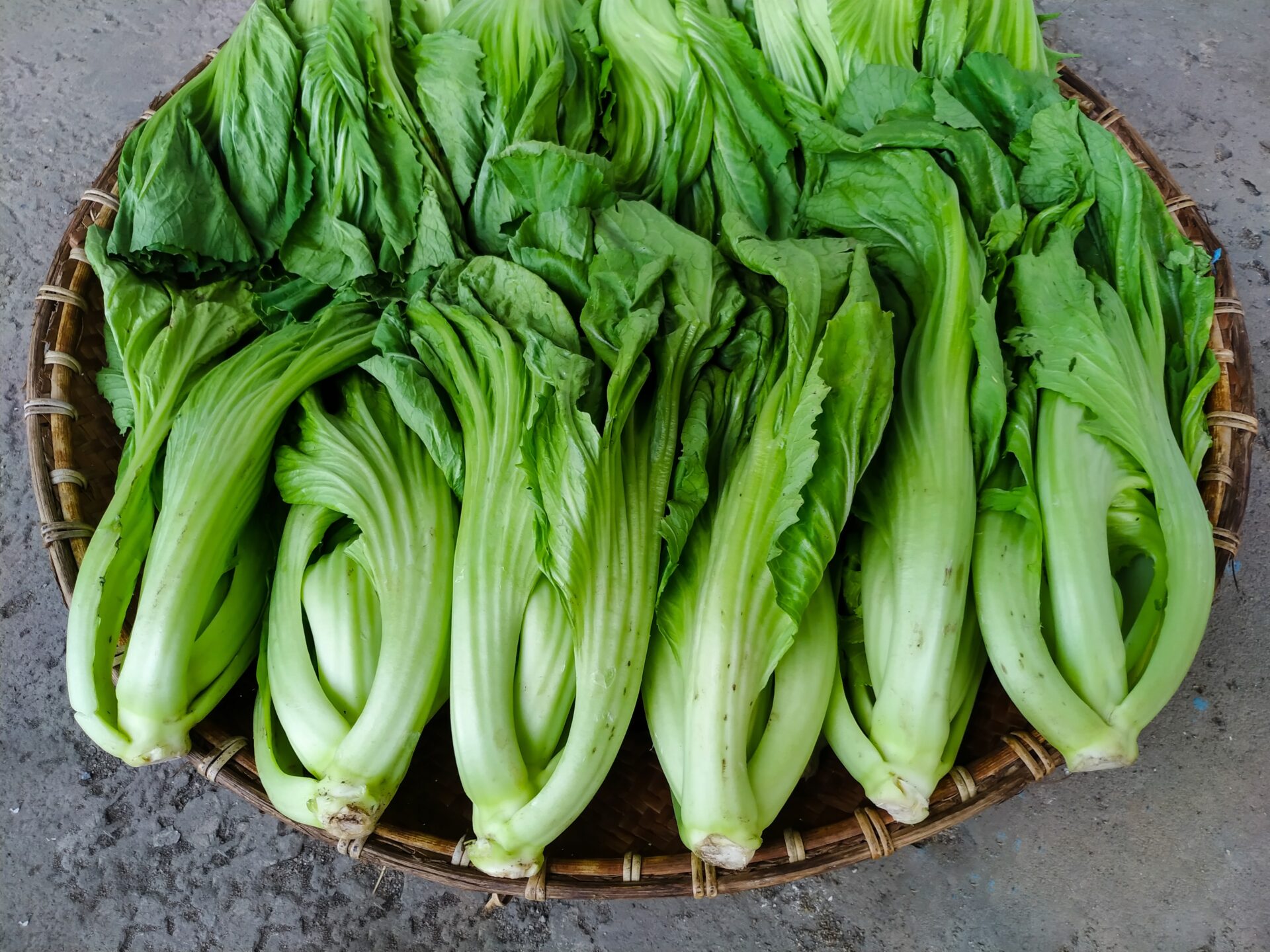 brassica juncea