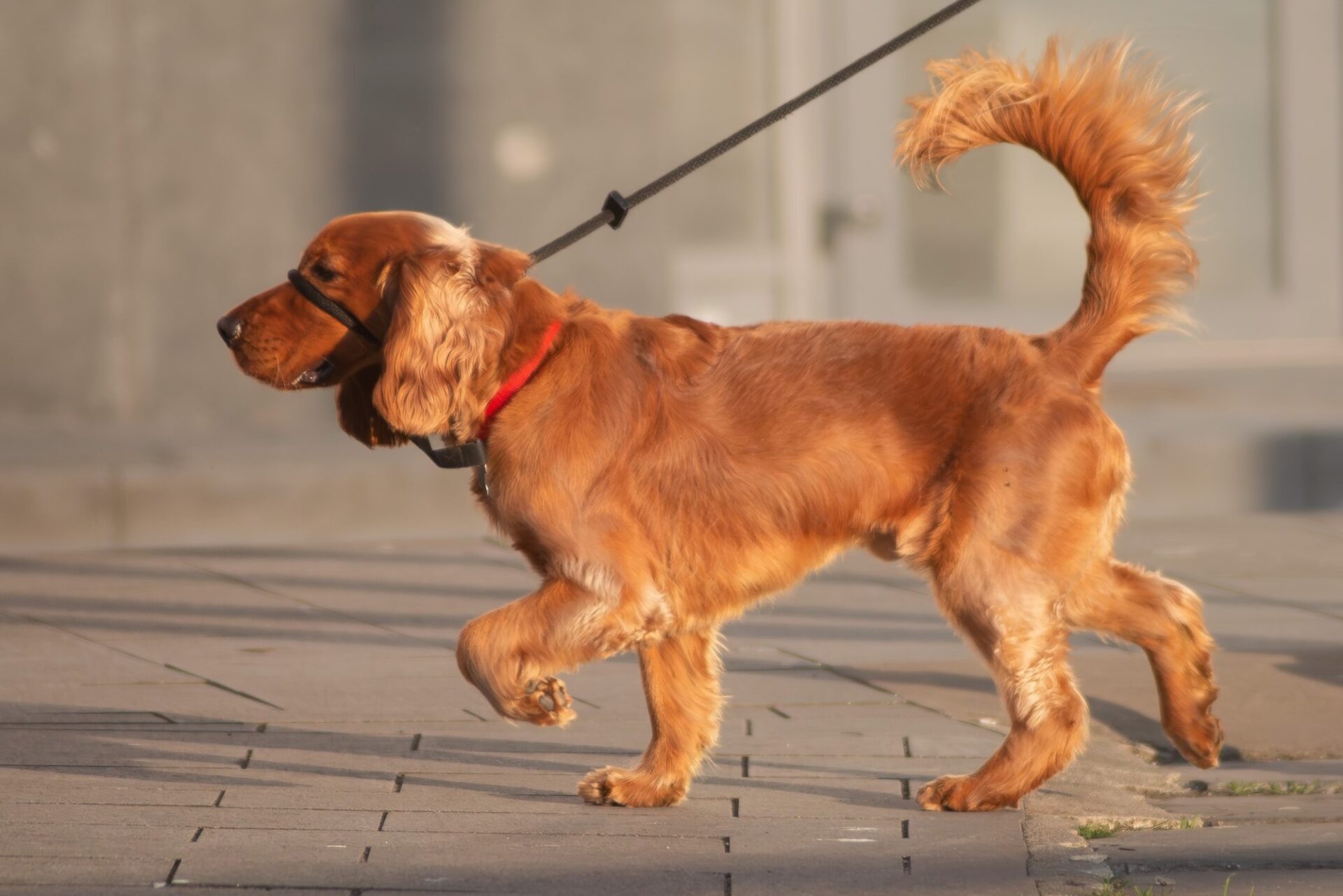 Cocker spaniel în lesă și cu botniță, mergând pe stradă