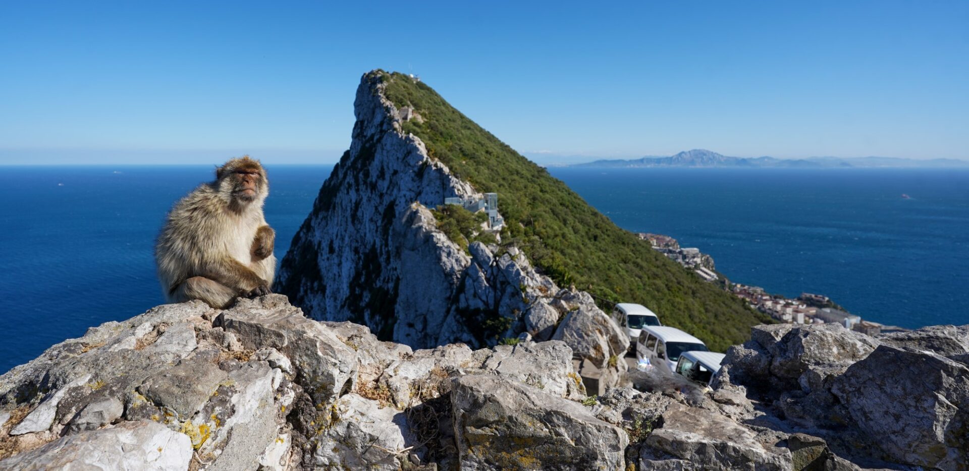 macac pe stânca Gibraltar