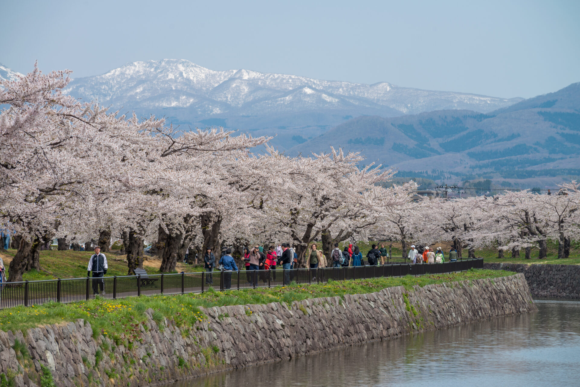 sakura, Parcul Goryokaku, Hokkaido, Japonia, în luna mai
